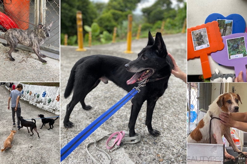 流浪狗對人失去的信任，我們一起補上！看見Seeing用愛與陪伴關懷浪浪。｜社會關懷