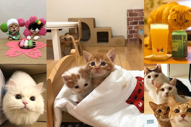 萌度破表貓咪，貓奴必追帳號，隔著螢幕吸貓也超療癒！｜ins帳號推薦