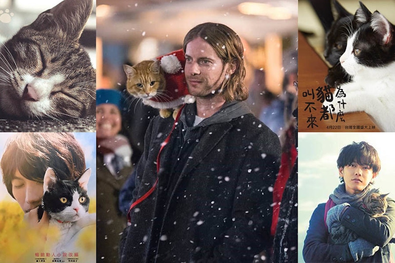 《再見街貓BOBO》12月耶誕再暖貓奴～療癒力十足的５部貓咪電影，溫馨過冬季｜電影推薦