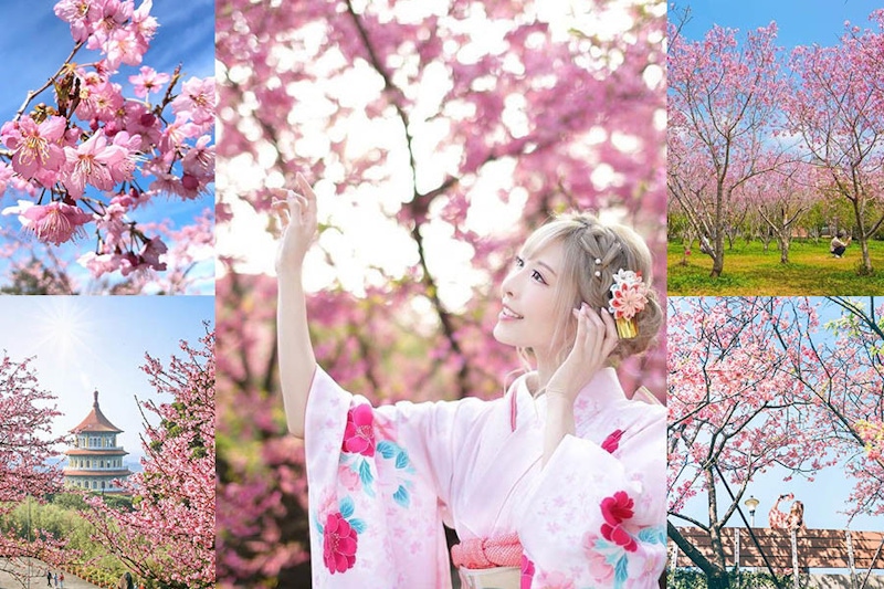 白色情人節哪裡去?賞櫻景點絕美公開,快和情人浪漫一週末|景點推薦 白色情人節哪裡去?賞櫻景點絕美公開,快和情人浪漫一週末|景點推薦