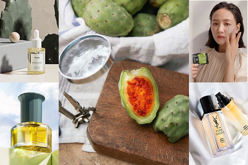 《仙人掌精華》擊退蠟黃、保濕舒緩，新起舒緩成分正當道｜仙人掌保養推薦