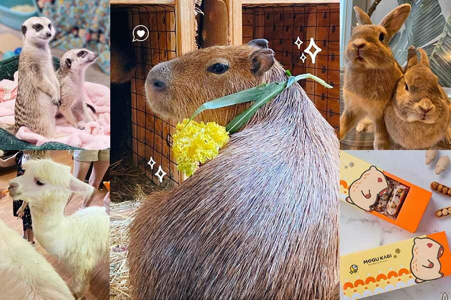 全台超萌動物餐廳推薦！水豚、羊駝當店長，狐獴、大嘴鳥陪吃超有趣！｜美食推薦