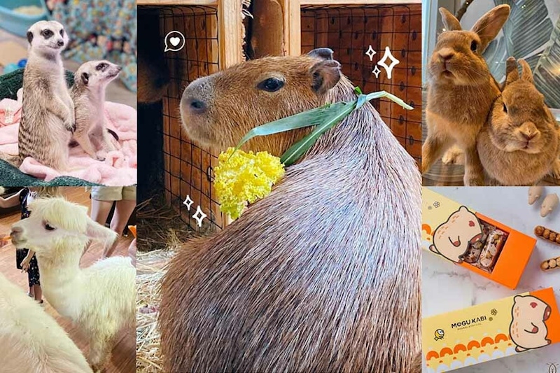 全台超萌動物餐廳推薦!水豚、羊駝當店長,狐獴、大嘴鳥陪吃超有趣!|美食推薦 全台超萌動物餐廳推薦!水豚、羊駝當店長,狐獴、大嘴鳥陪吃超有趣!|美食推薦