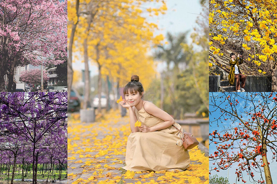 週末天氣好快去賞花！全台最仙黃金風鈴木、紫藤花園，陪你度過仙女周末｜景點推薦