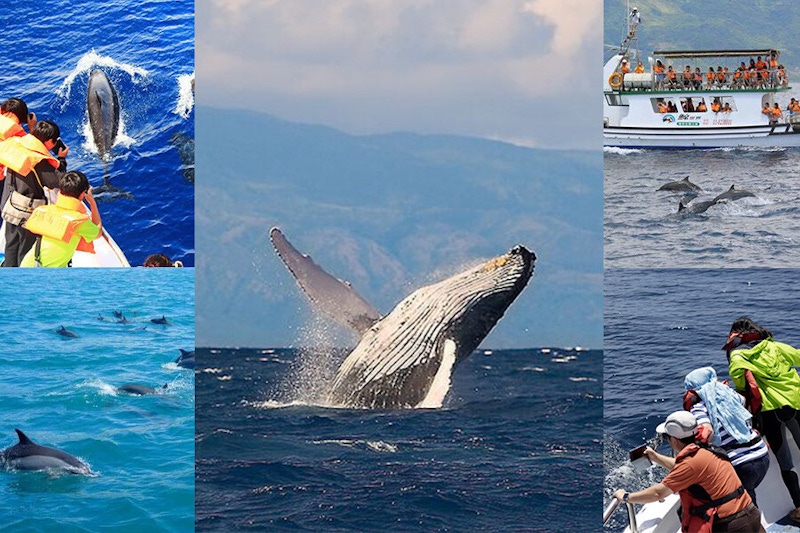 全台賞鯨豚5大景點！除了花東沿岸賞鯨機率高，北部這地方也能看海豚跳舞｜景點推薦