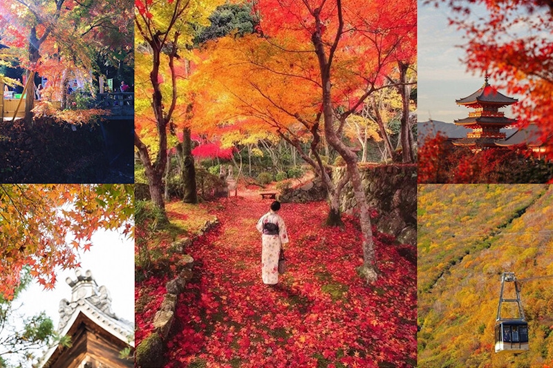 2022日本賞楓懶人包！從北到南賞楓景點&時間，手刀預定自由行～｜景點推薦